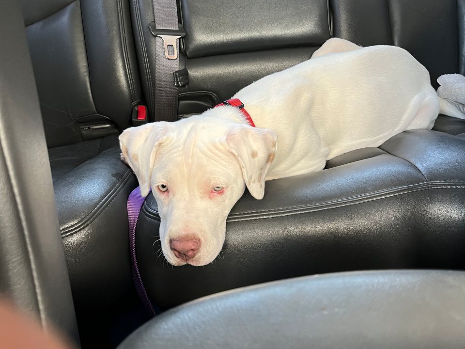 Patricia's white puppy sprawled across the back seat, chin resting on the armrest